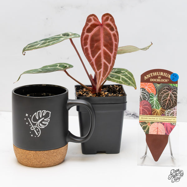 Anthurium Michelle Hot Pink '23' x Zara '14' by DocBlock® (wk52-I)