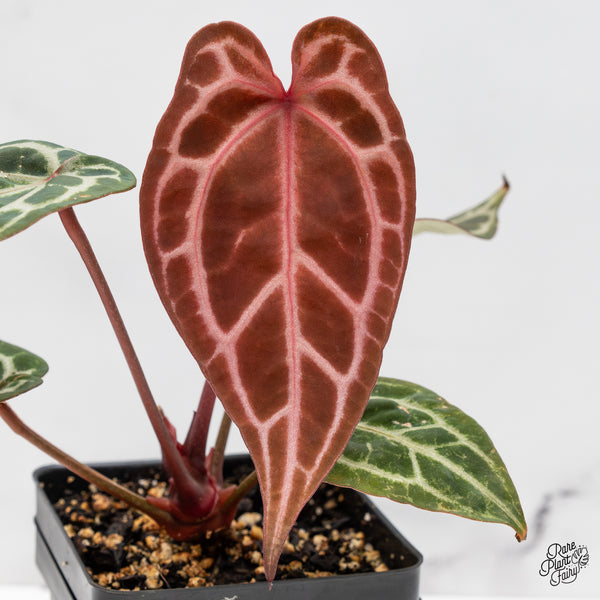 Anthurium Michelle Hot Pink '23' x Zara '14' by DocBlock® (wk52-I)