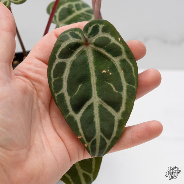 Anthurium Michelle Hot Pink '23' x Zara '14' by DocBlock® (wk52-I)