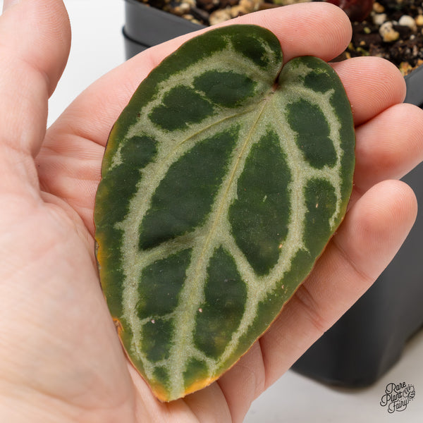 Anthurium Michelle Hot Pink '23' x Zara '14' by DocBlock® (wk52-W)