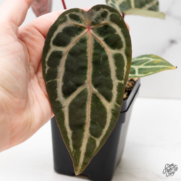 Anthurium Michelle Hot Pink '23' x Zara '14' by DocBlock® (wk52-W)