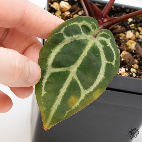 Anthurium Michelle Hot Pink '23' x Zara '14' by DocBlock® (wk52-W)