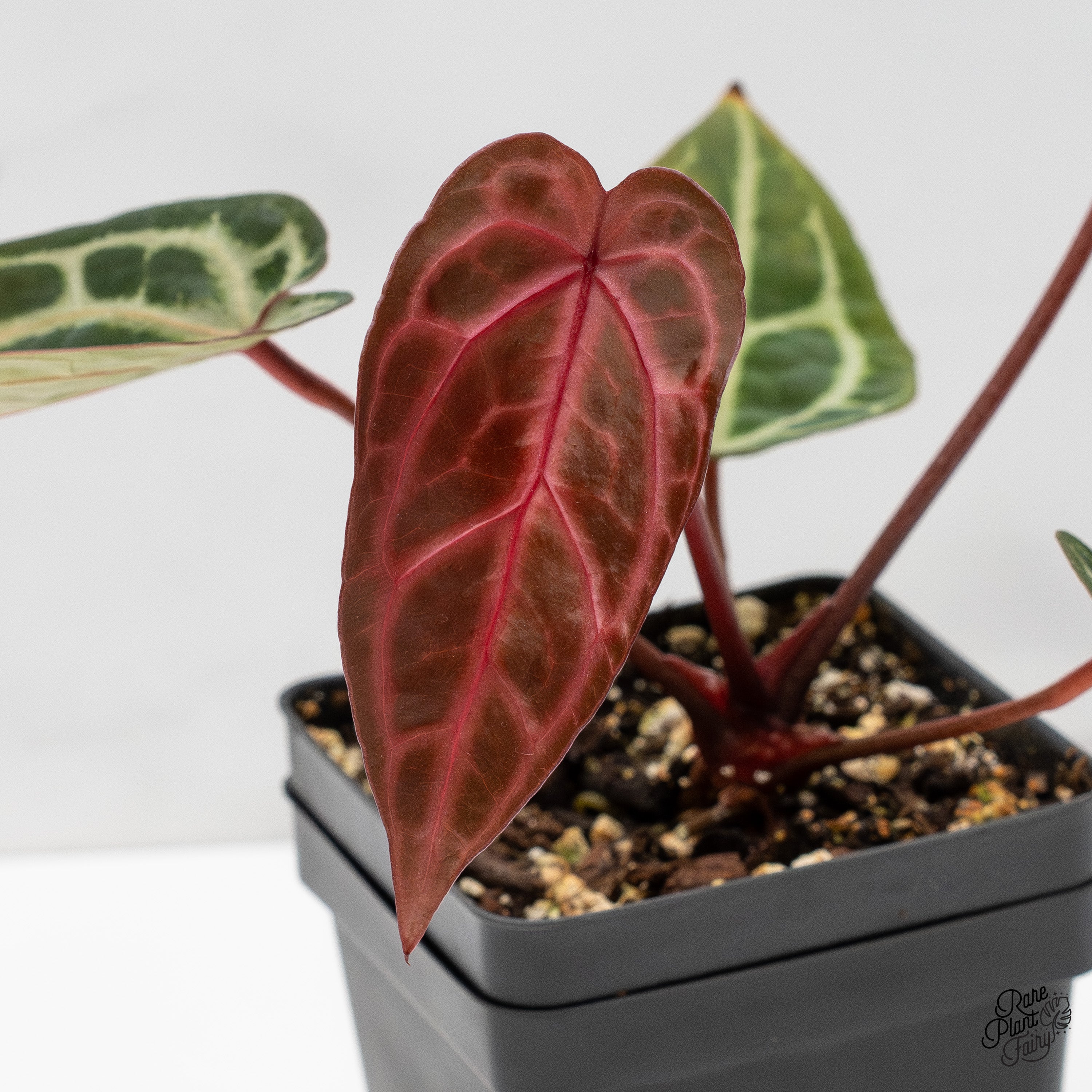Anthurium Michelle Hot Pink '23' x Zara '14' by DocBlock® (wk52-W