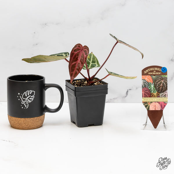 Anthurium Michelle Hot Pink '23' x Zara '14' by DocBlock® (wk52-W)