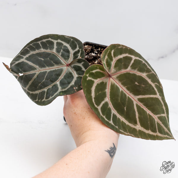 Anthurium Michelle '10' x Minerva '20' by DocBlock® (wk46-Z)