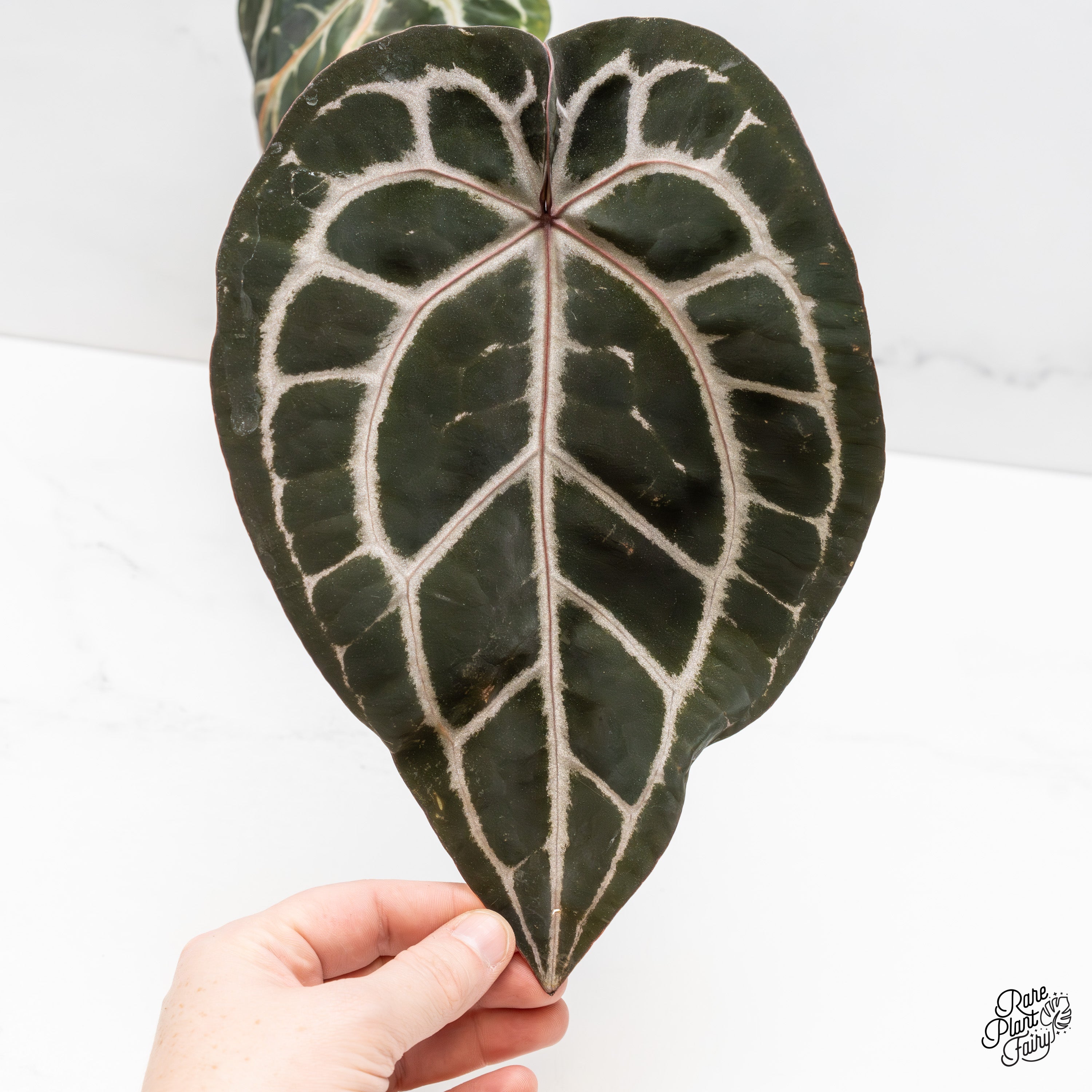 Anthurium Michelle '10' x Minerva '20' by DocBlock® (wk52-V