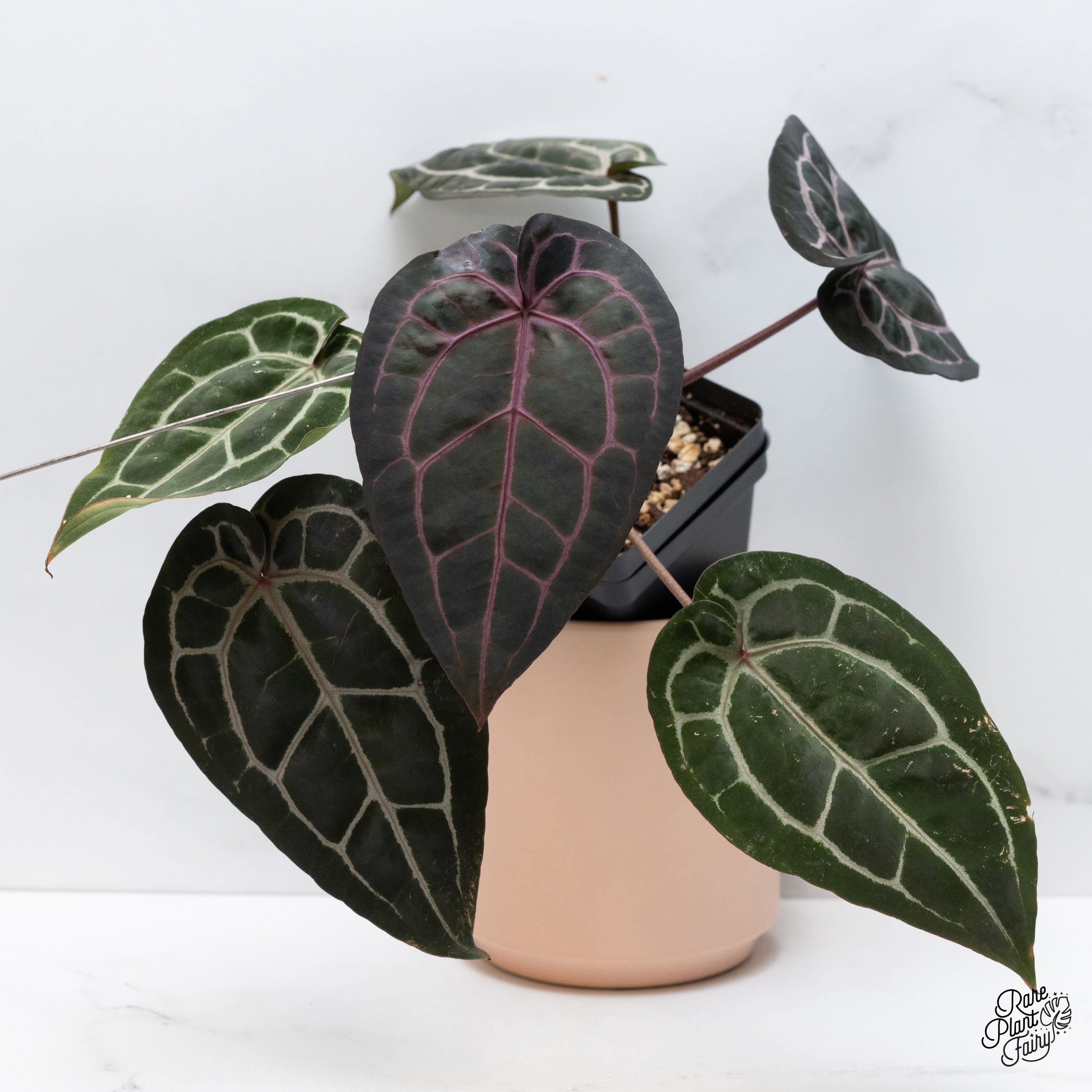 その他観葉植物 Anthurium Michelle by Docblock Anthurium 'Michelle' by Doc Block – Carnivero
