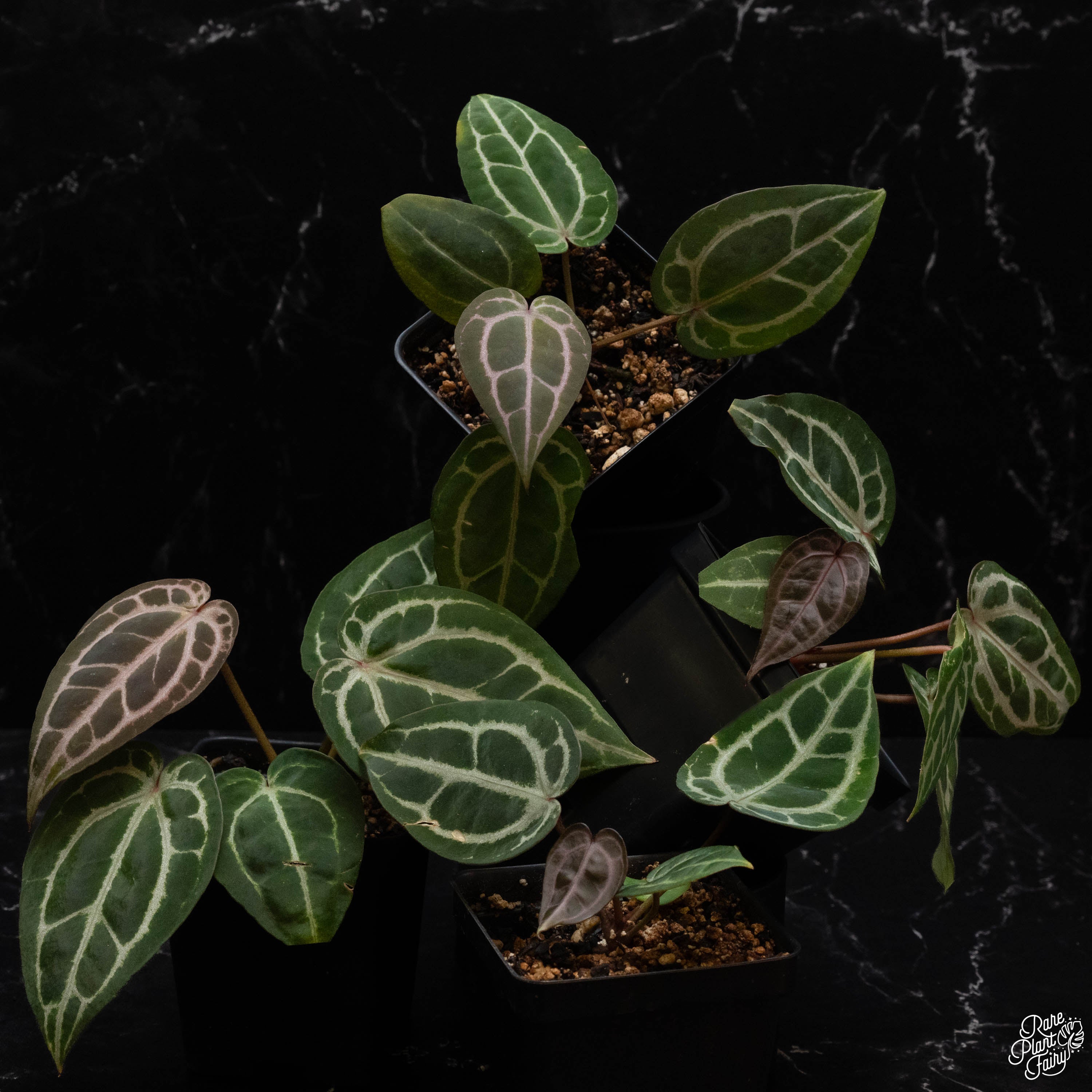 abbygail villa anthurium Anthurium Michelle '1' x Minerva '20' by DocBlock® *Grower's choice* – Rare Plant Fairy