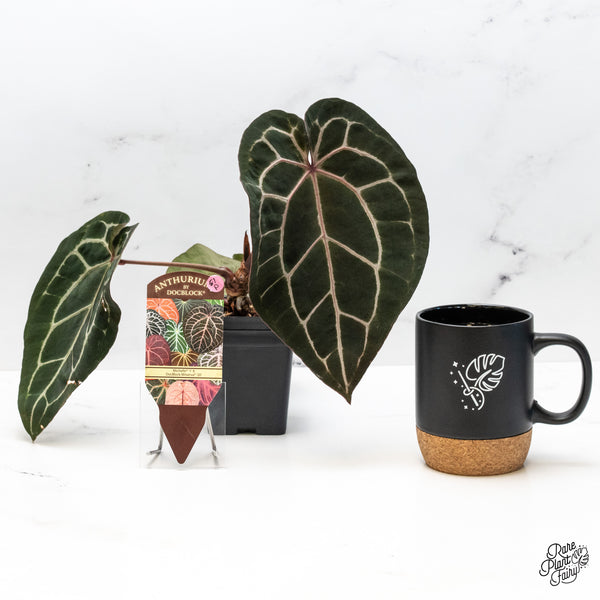 Anthurium Michelle '1' x Minerva '20' by DocBlock® (wk51-P)