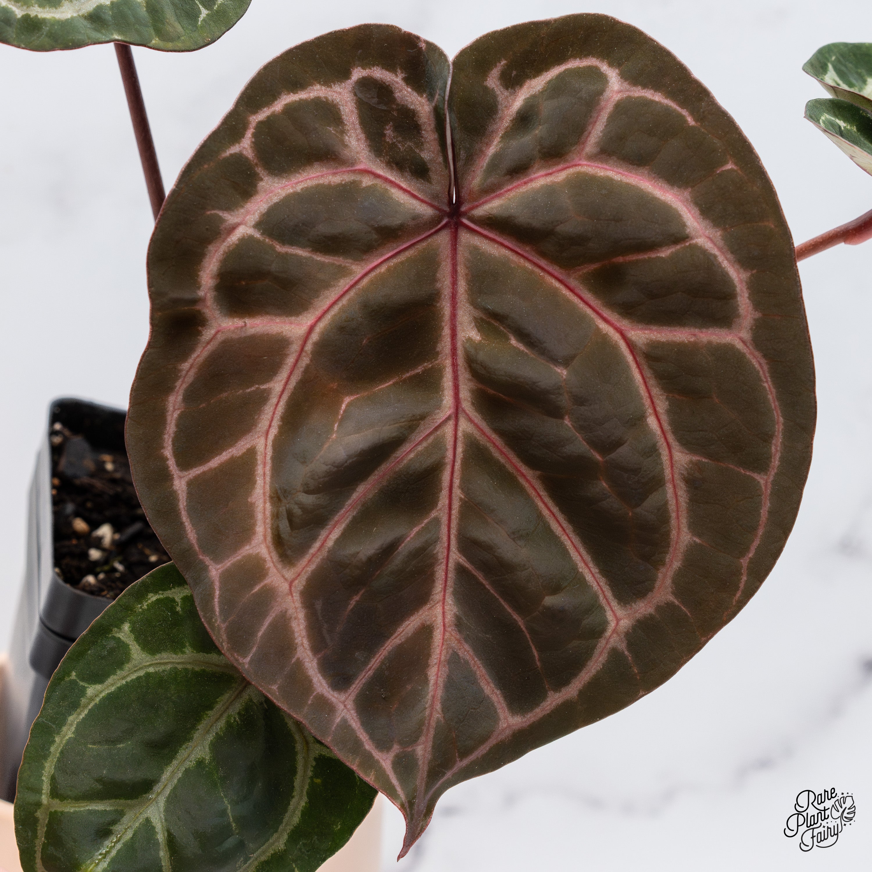 Anthurium Michelle '1' x DocBlock Purple Rain '27' by