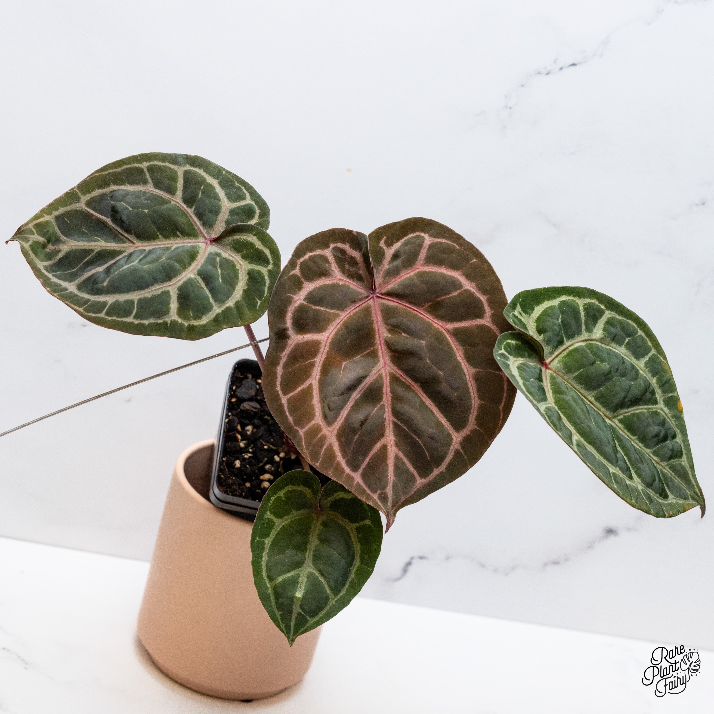 Anthurium Michelle '1' x DocBlock Purple Rain '27' by