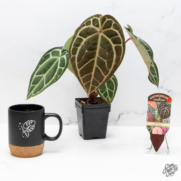 Anthurium Michelle '1' x DocBlock Purple Rain '27' by DocBlock® (wk44-H)