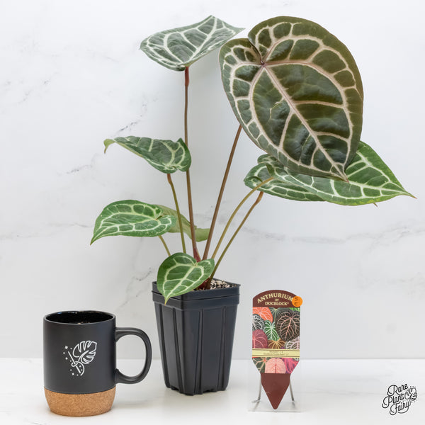 Anthurium Michelle '1' x Purple Rain '27' by DocBlock® (wk5-E)