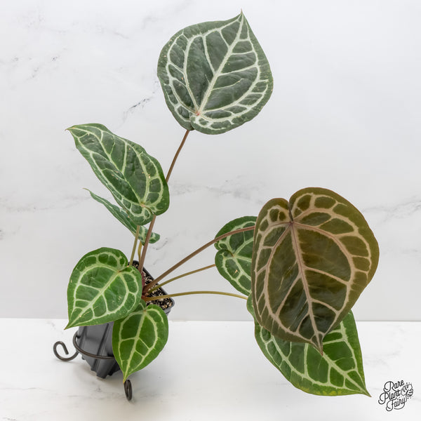 Anthurium Michelle '1' x Purple Rain '27' by DocBlock® (wk5-E)