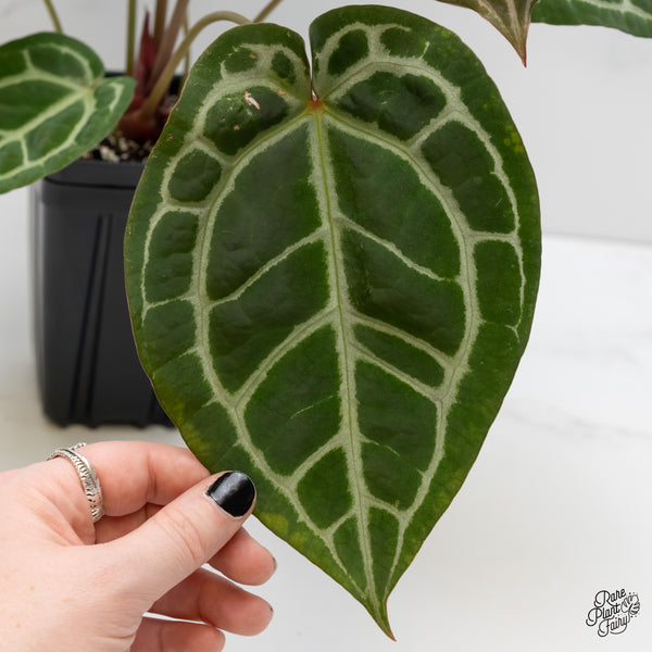 Anthurium Michelle '1' x Purple Rain '27' by DocBlock® (wk5-E)