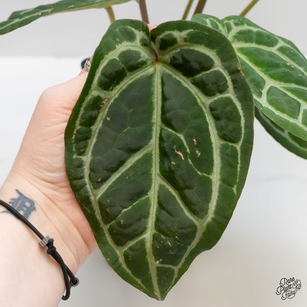 Anthurium Michelle '1' x Purple Rain '27' by DocBlock® (wk5-E)