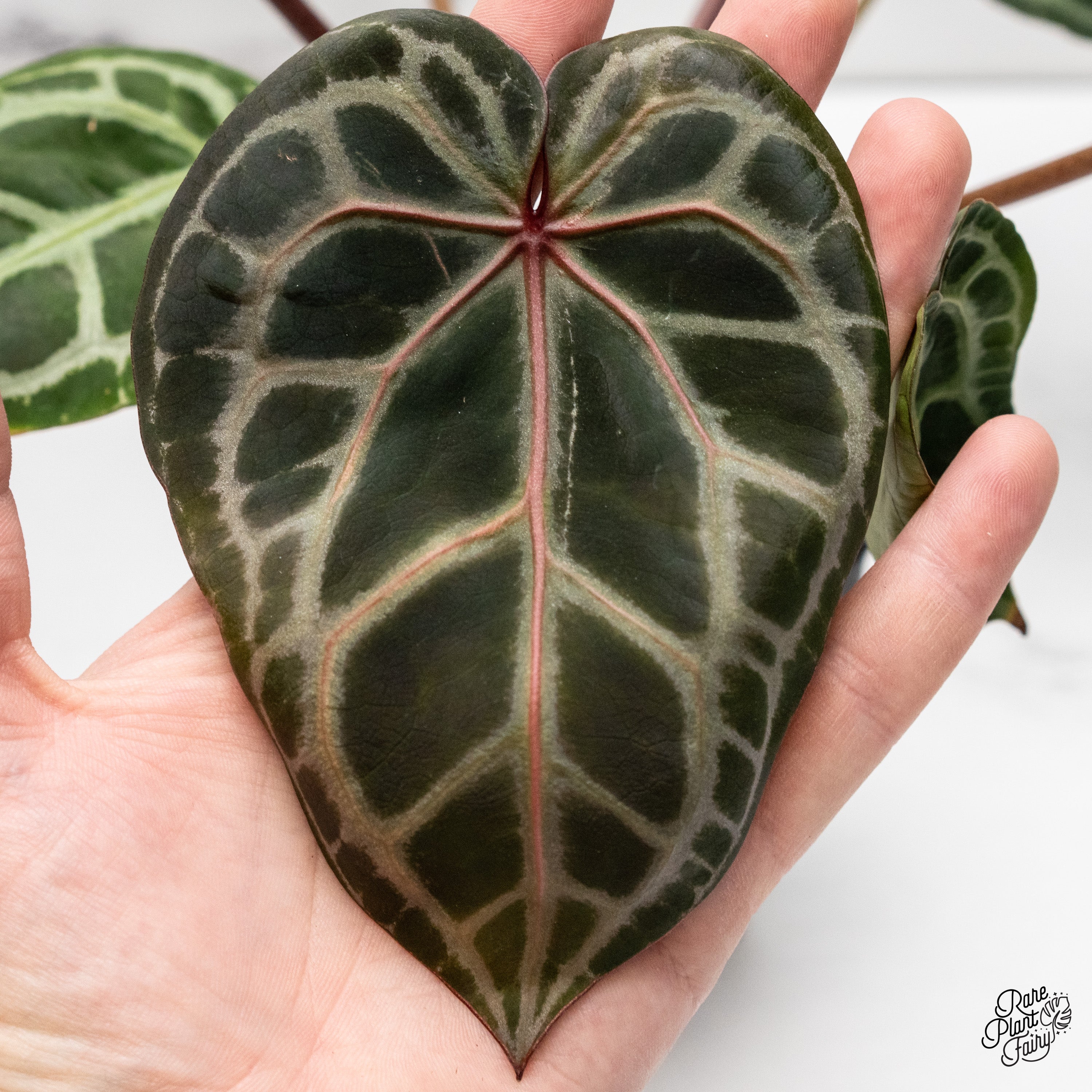 Anthurium Michelle '11' x Home, Sweet Home '32' by DocBlock