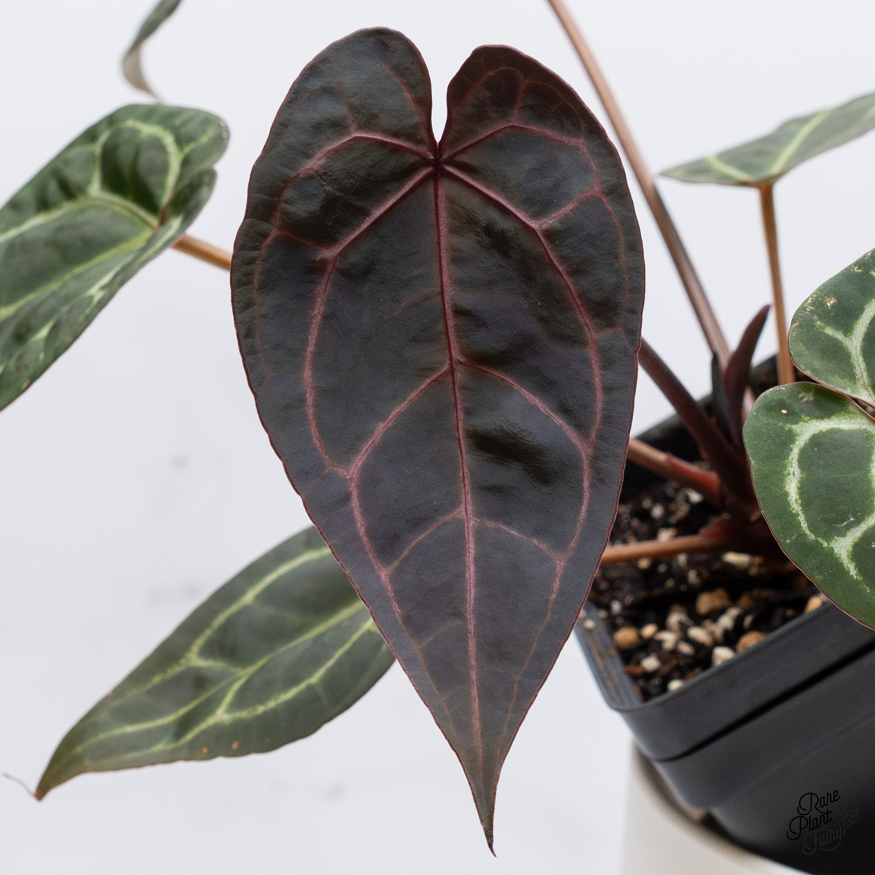 Anthurium Michelle '1' x Red Velvet Cake '24' by DocBlock