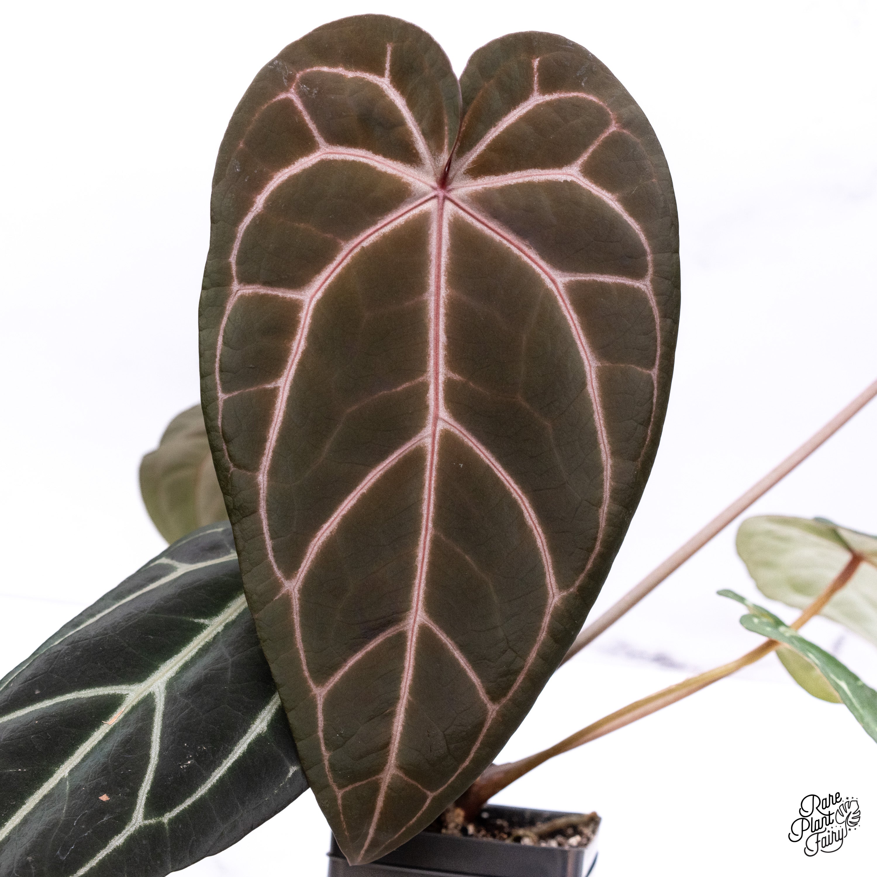 Anthurium Michelle '1' x Red Velvet Cake '24' by DocBlock® (wk39-R