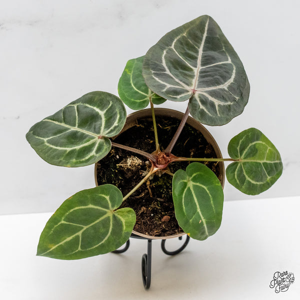 Anthurium 'Michelle' by DocBlock® Variegated (wk48-UJ)