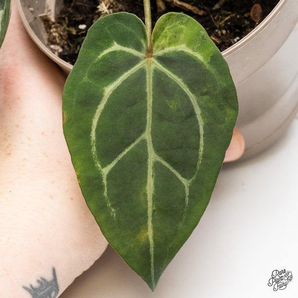 Anthurium 'Michelle' by DocBlock® Variegated (wk48-UJ)