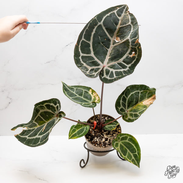 Anthurium 'Michelle' by DocBlock® variegated (wk52-UQ)