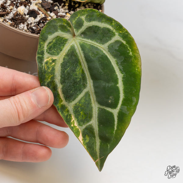 Anthurium 'Michelle' by DocBlock® variegated (wk52-UQ)