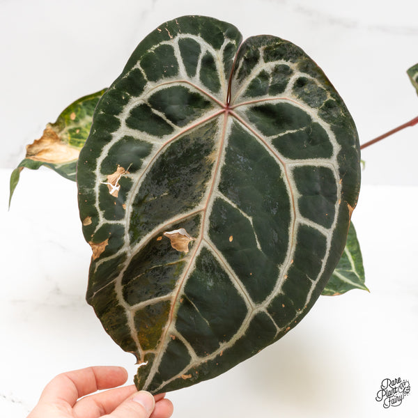 Anthurium 'Michelle' by DocBlock® variegated (wk52-UQ)