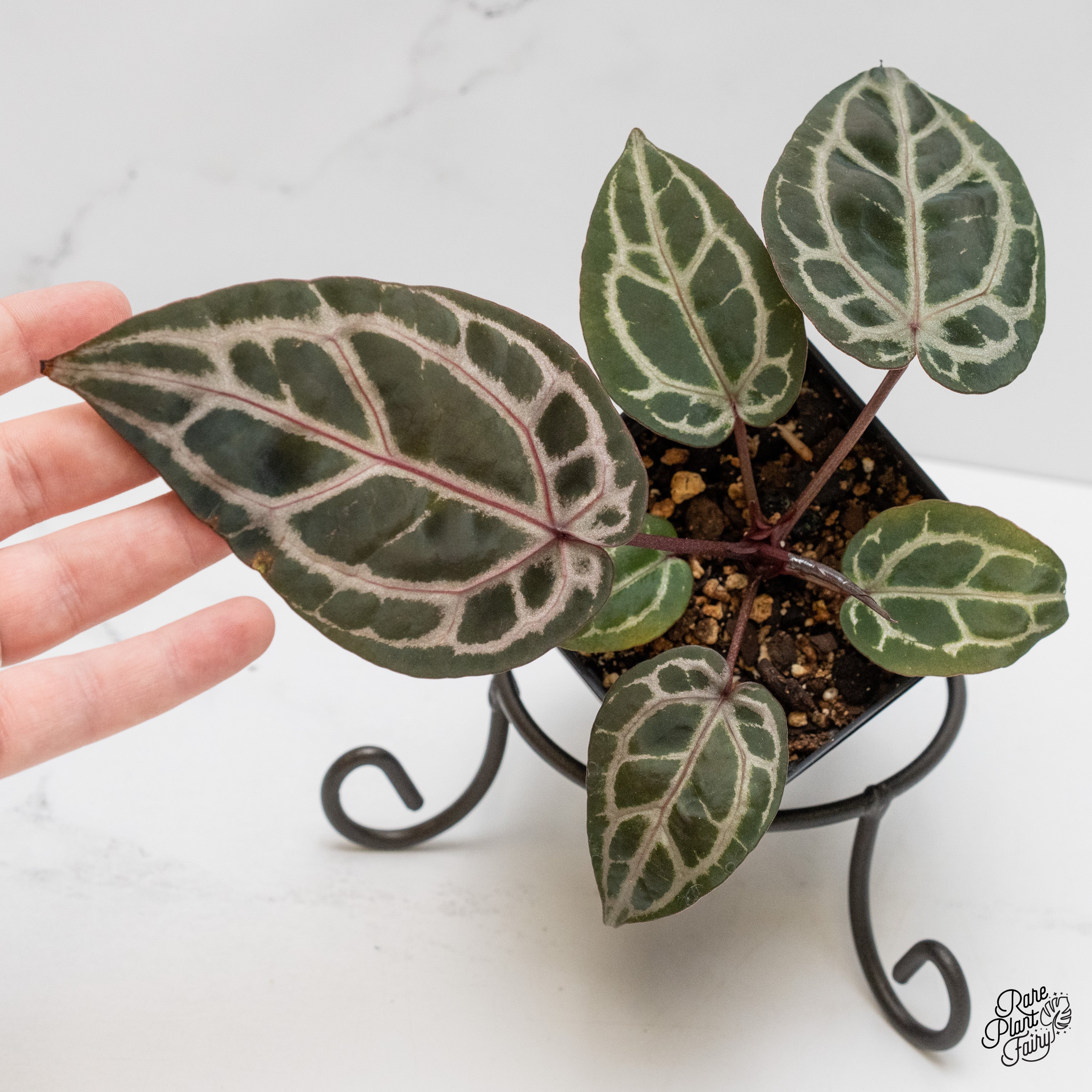 Anthurium Michelle Hot Pink '23' x Zara '14' by DocBlock® (wk2-R