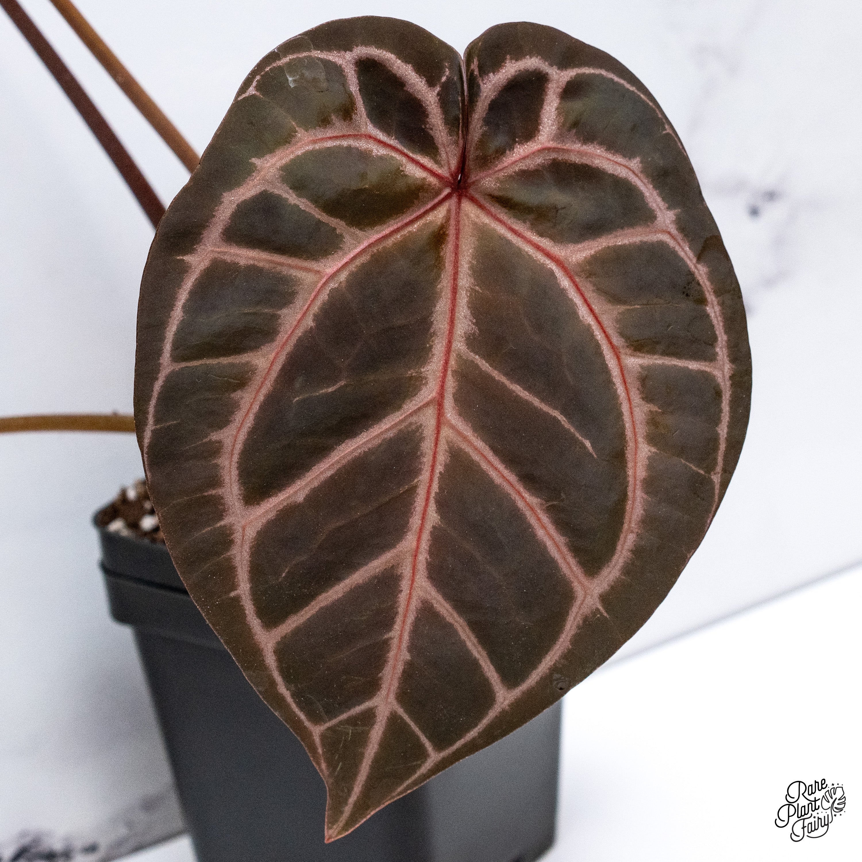 Anthurium Orange '26' x DocBlock Crystal Red '12' by DocBlock