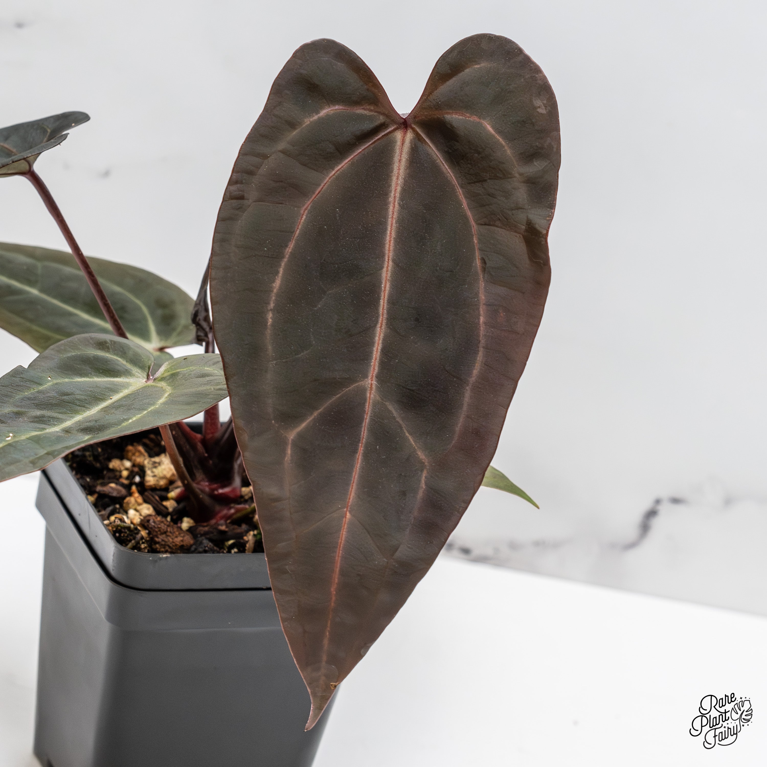 Anthurium Purple Rain '27' x Red Velvet Cake '24' by DocBlock