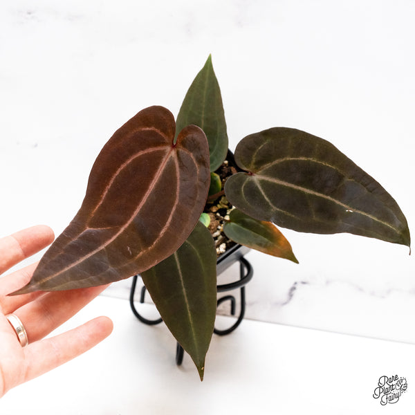 Anthurium Purple Rain '27' x Red Velvet Cake '24' by DocBlock® (wk43-S)