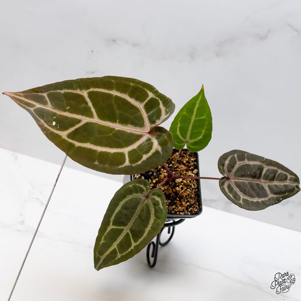 Anthurium Purple Rain '27' x Red Velvet Cake '24' by DocBlock® (wk45-AA)