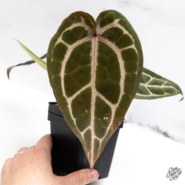 Anthurium Purple Rain '27' x Red Velvet Cake '24' by DocBlock® (wk45-AA)