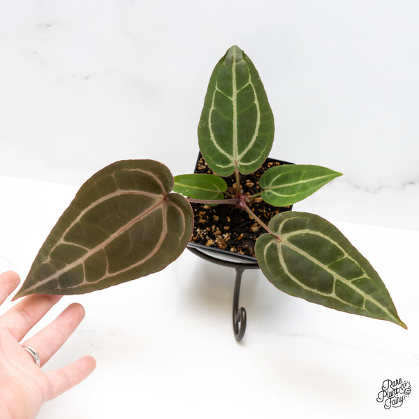 Anthurium Purple Rain '27' x Red Velvet Cake '24' by DocBlock® (wk51-A)