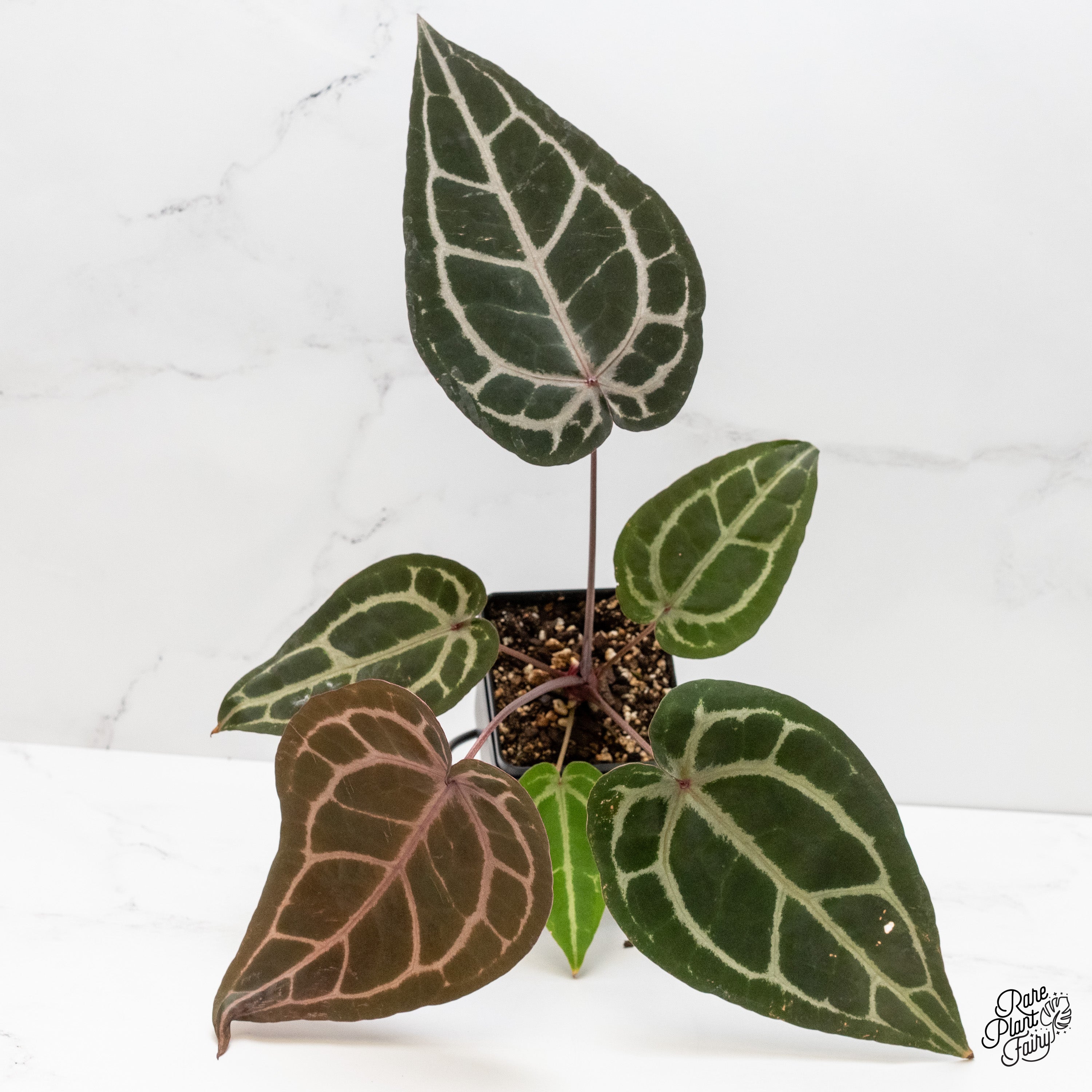 Anthurium Purple Rain '27' x Red Velvet Cake '24' by DocBlock