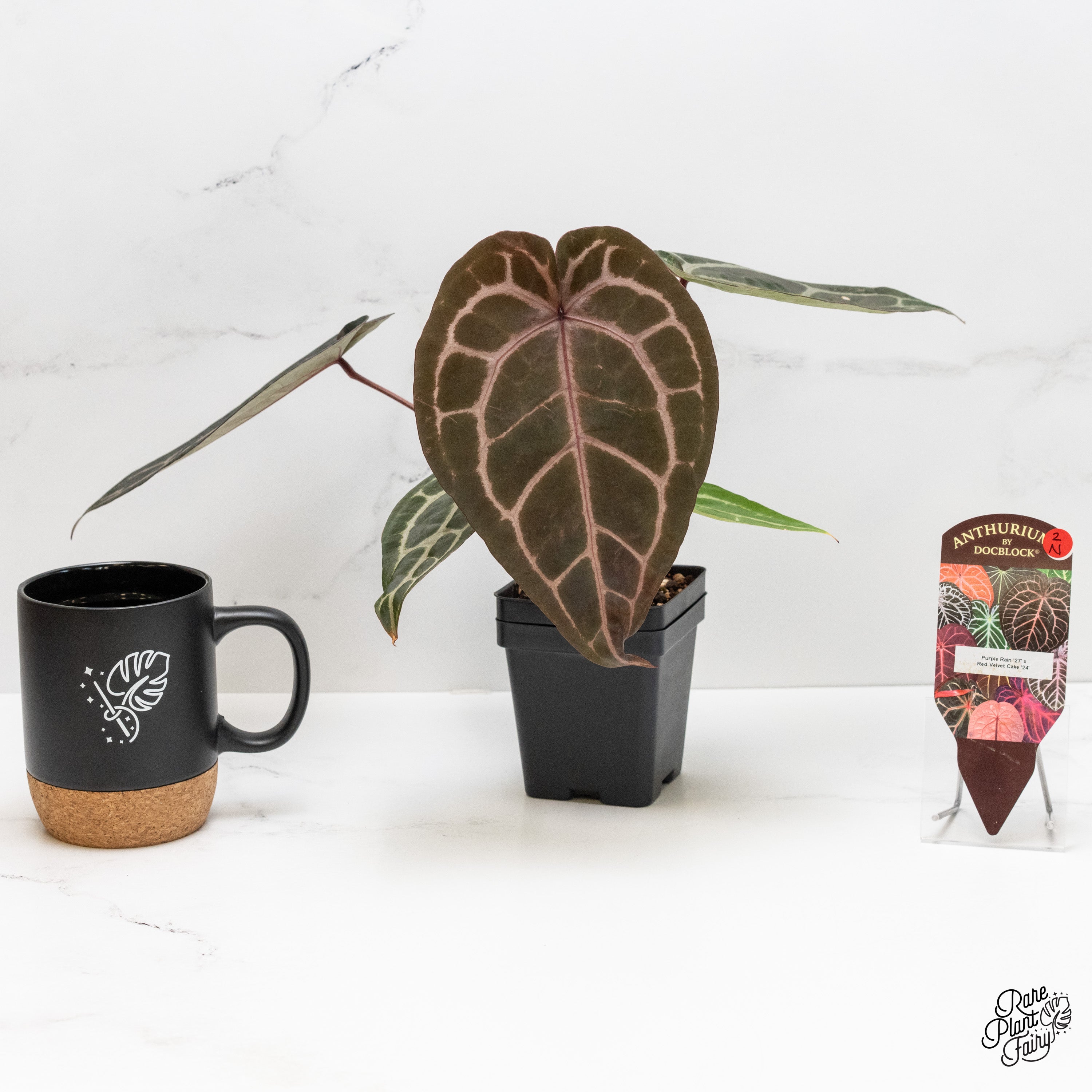 Anthurium Purple Rain '27' x Red Velvet Cake '24' by DocBlock