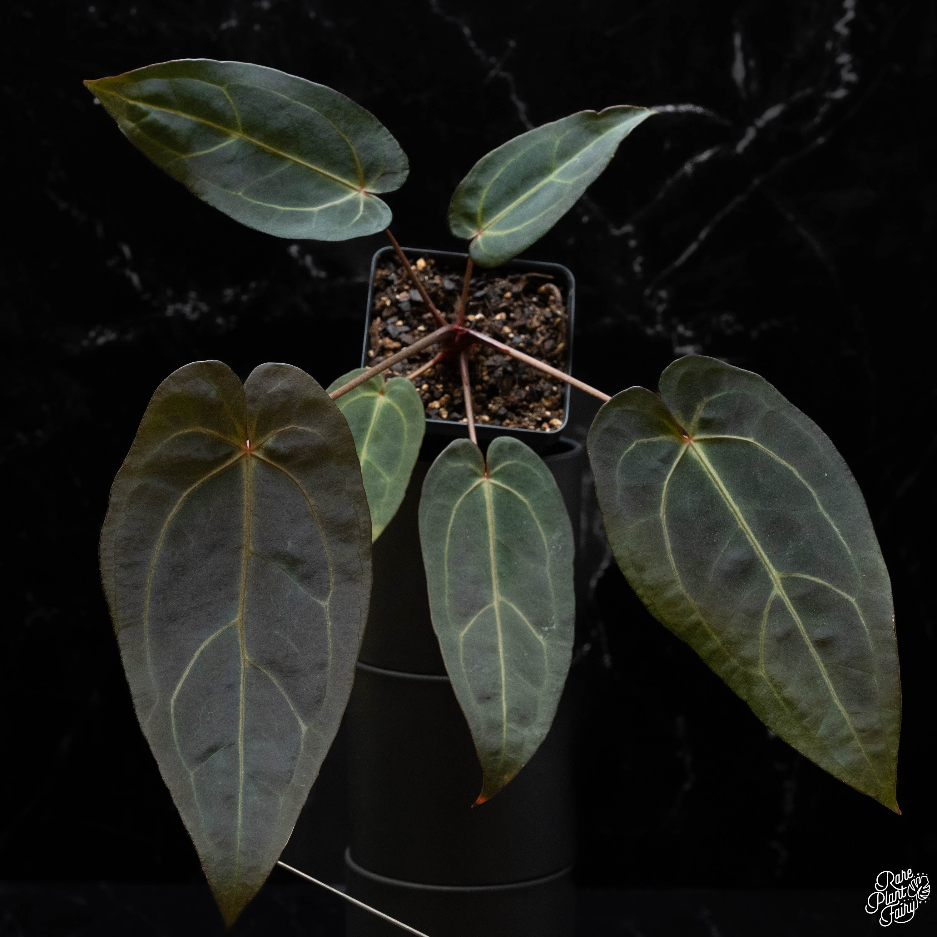 anthurium argyrostachyum velvet Anthurium Red Velvet Cake '24' x Dark and Handsome '9' by DocBlock *Grower's choice*