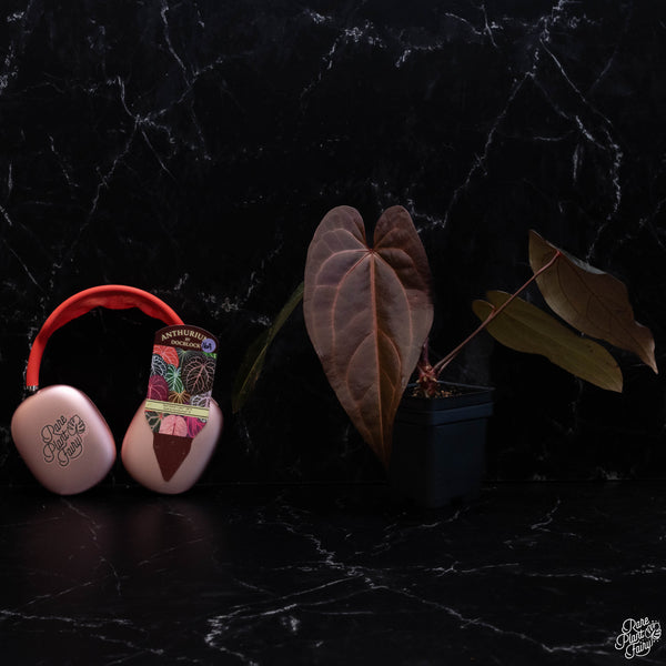 Anthurium Red Velvet Cake '24' x Dark and Handsome '9' by DocBlock® *Dark and Vibrant Emergent* (wk16-A)
