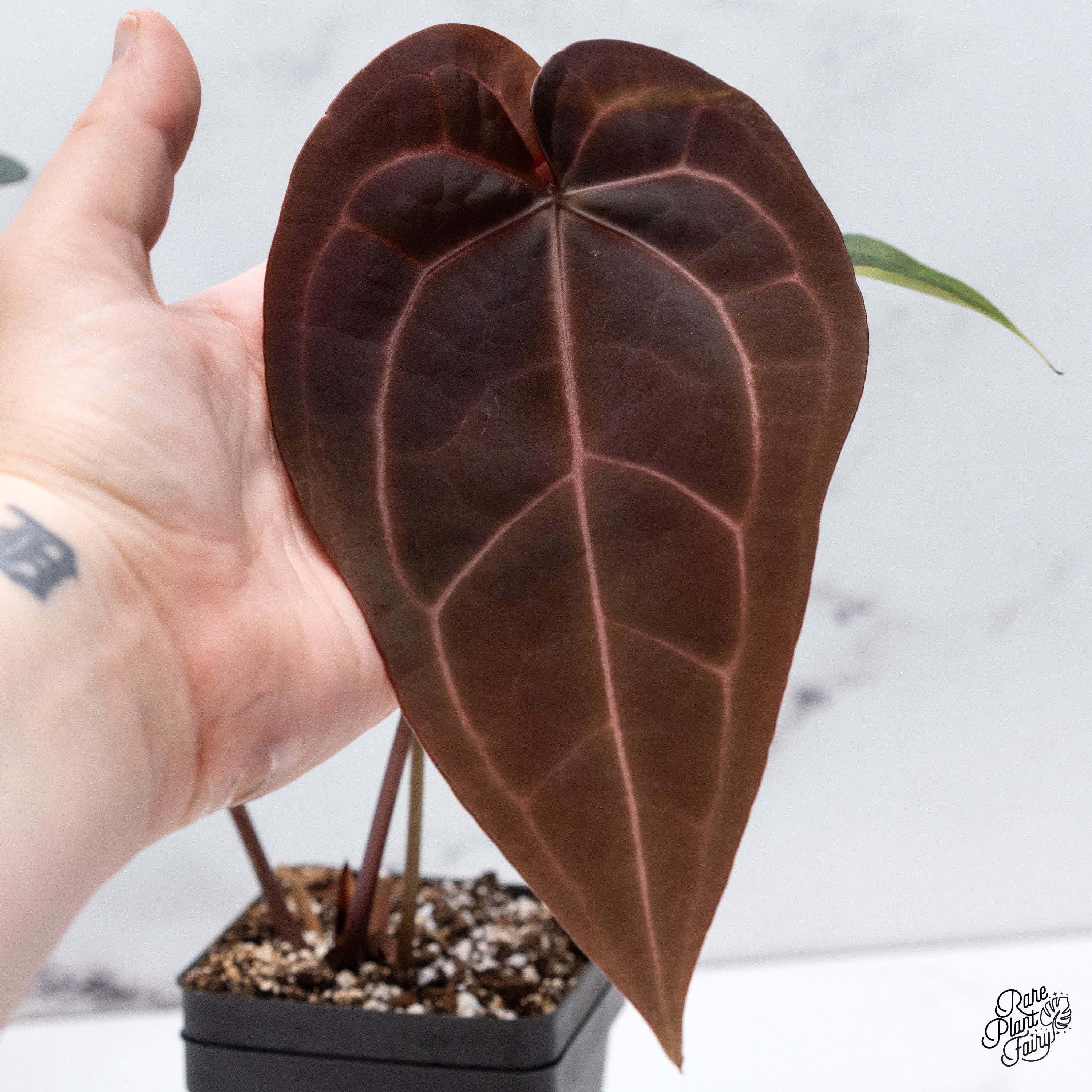 Anthurium Dark and Handsome '9' x Red Velvet Cake '24' by DocBlock