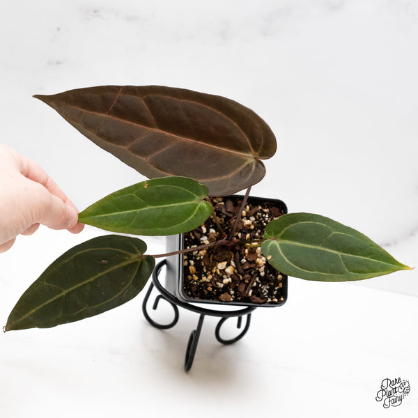 Anthurium Red Velvet Cake '24' x Dark & Handsome '9' by DocBlock® (wk43-F)