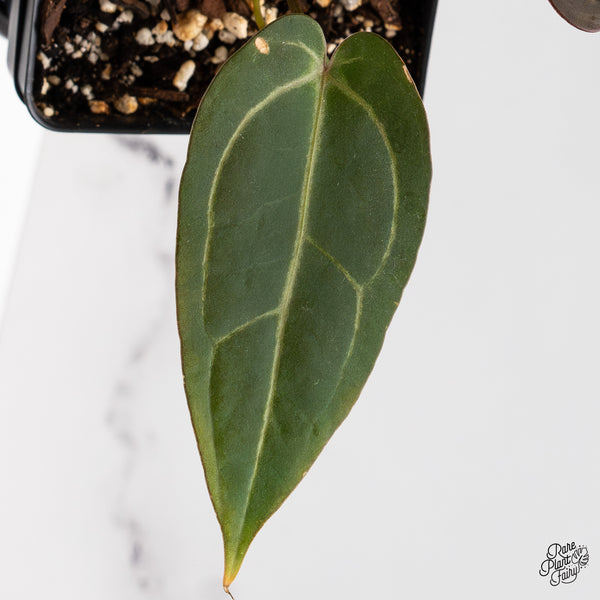 Anthurium Red Velvet Cake '24' x Dark & Handsome '9' by DocBlock® (wk43-F)