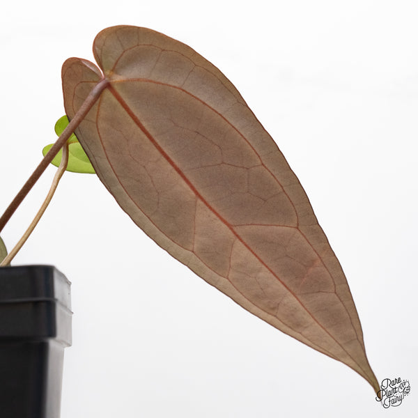 Anthurium Red Velvet Cake '24' x Dark & Handsome '9' by DocBlock® (wk43-F)