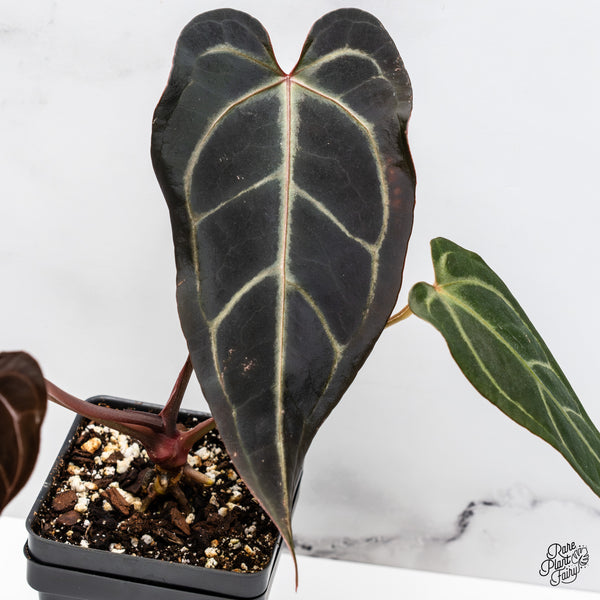 Anthurium Red Velvet Cake '24' x Dark & Handsome '9' by DocBlock® (wk45-M)