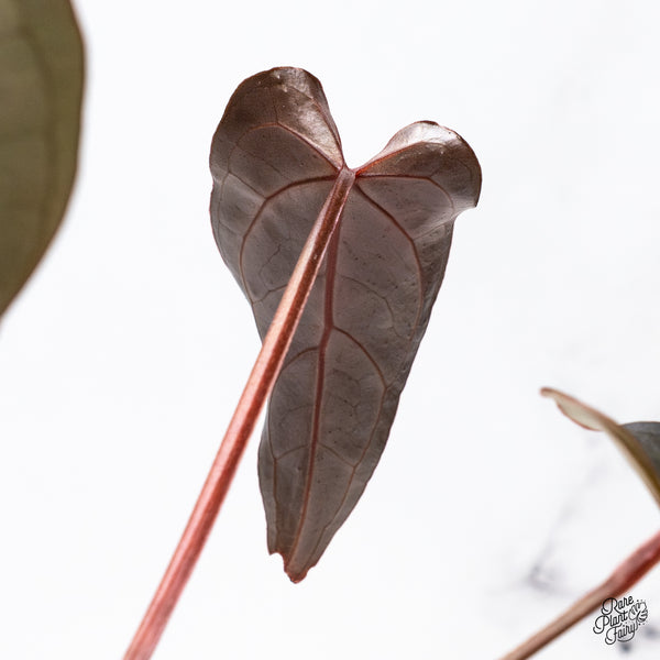 Anthurium Red Velvet Cake '24' x Dark & Handsome '9' by DocBlock® (wk45-M)