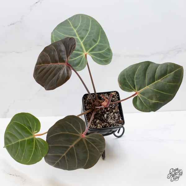 Anthurium Red Velvet Cake '24' x Dark & Handsome '9' by DocBlock® (wk5-B)