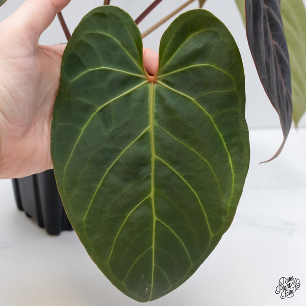 Anthurium Red Velvet Cake '24' x Dark & Handsome '9' by DocBlock® (wk5-B)