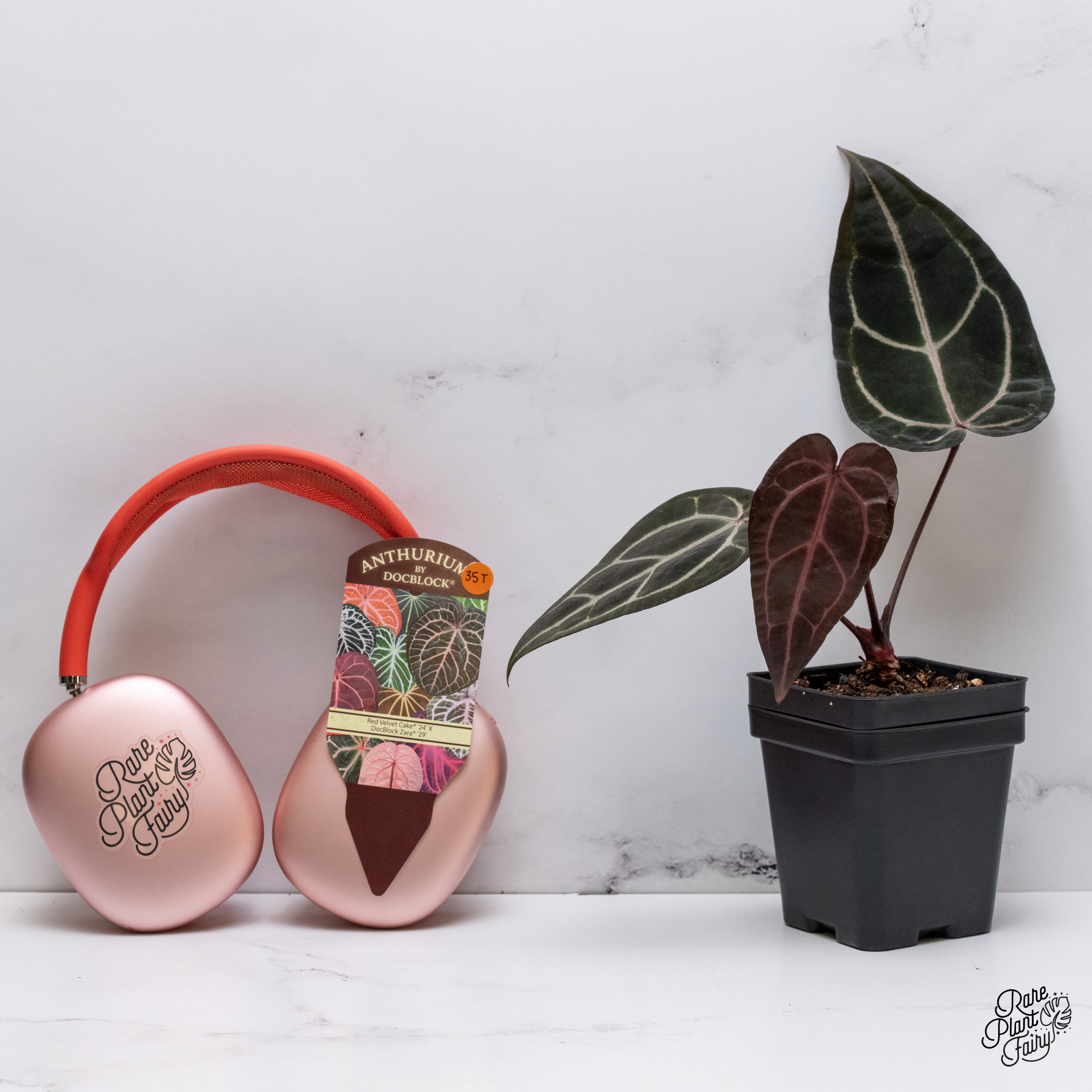 Etrarium 1st Anniversary 記念 BOX【PLANT】 Etrarium 1st