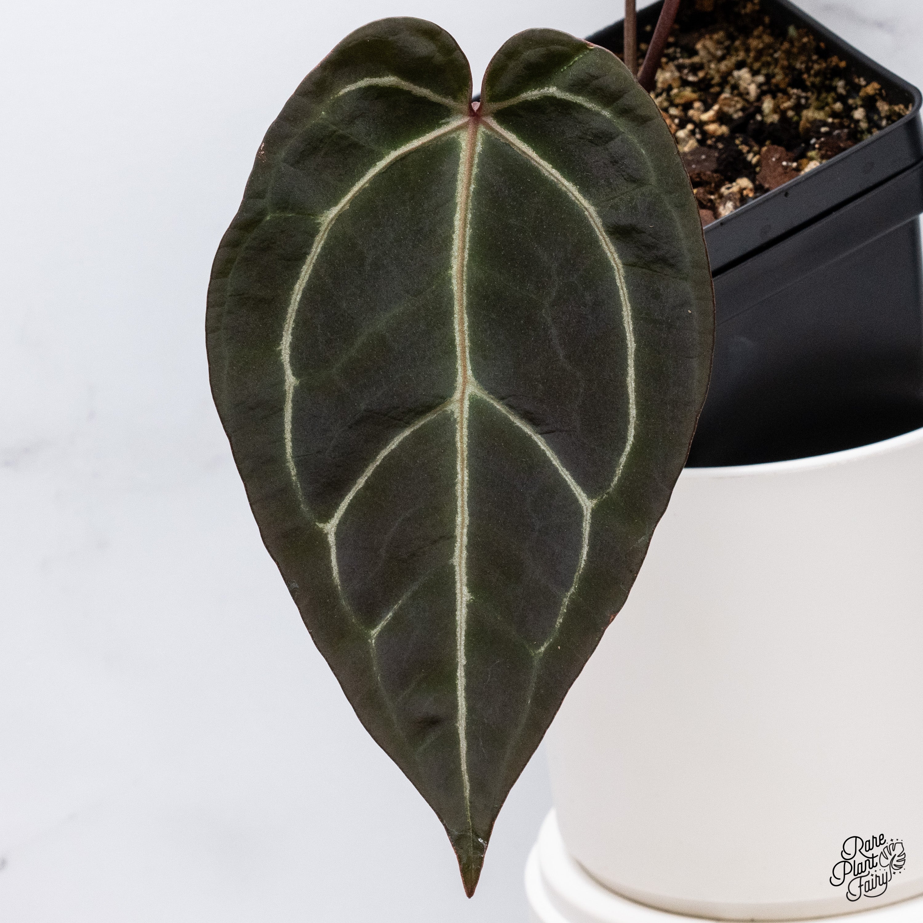 Anthurium Red Velvet Cake '24' x Zara '29' by DocBlock