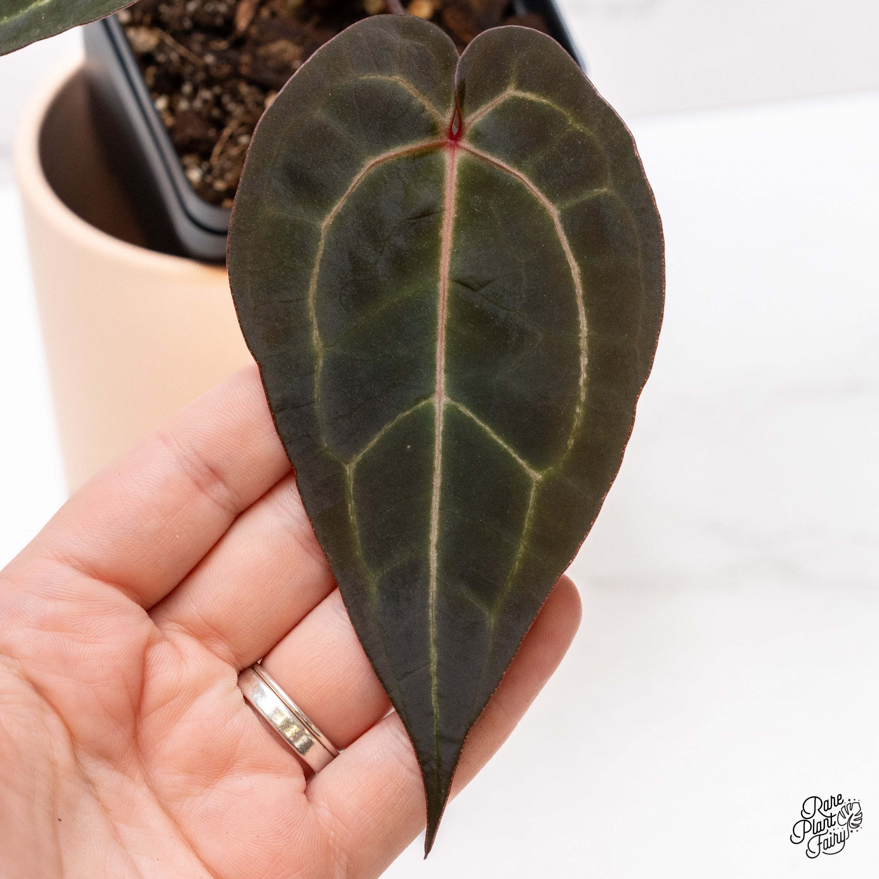 ヘルニア bloom ヘルニア 1st Full Album「BLOOM」 - hernia - BOOTH